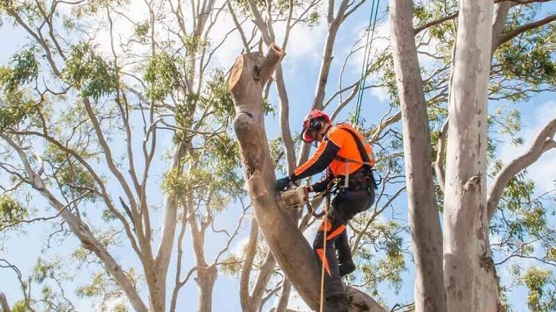 The Benefits of Tree Services