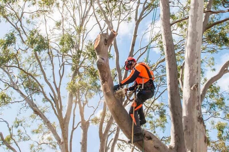 Stump Removal